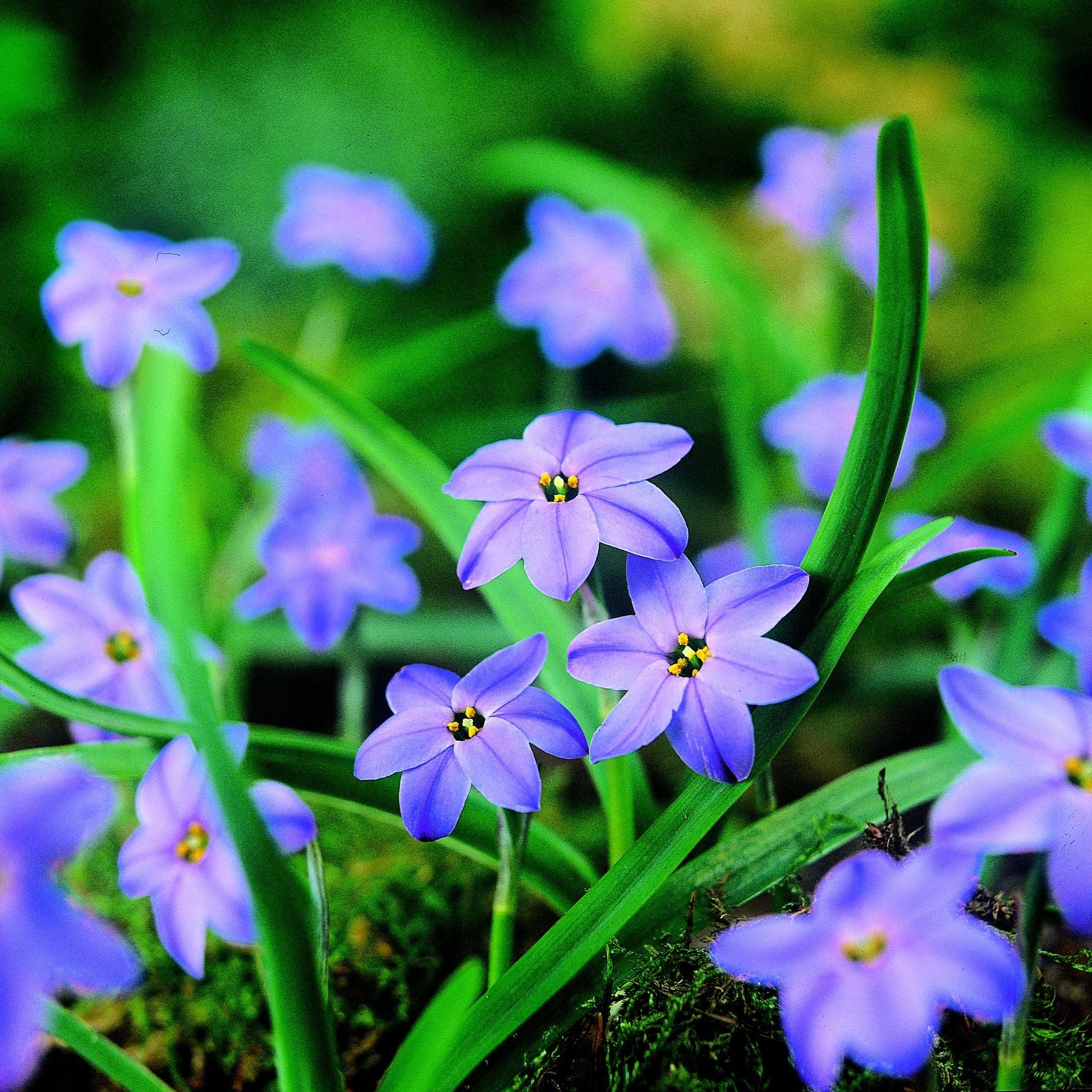 Vårstjerne, Ipheion 'Whisley Blue'