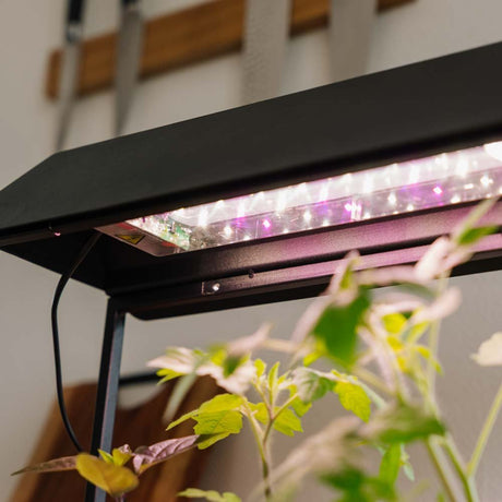 Vækstlys, sort, L: 17.5 cm B: 42.4 cm H: 36.5 cm