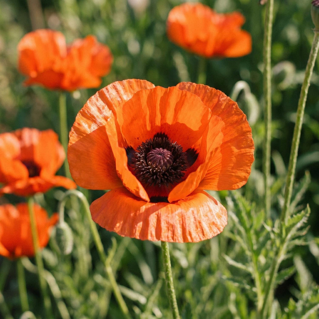 Valmue, Papaver 'Brilliant'
