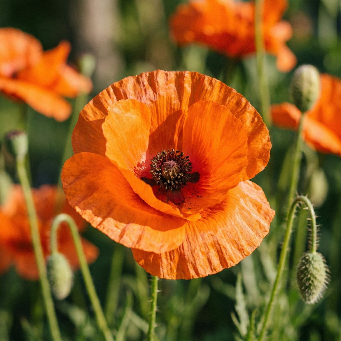 Valmue, Papaver 'Harvest Moon'