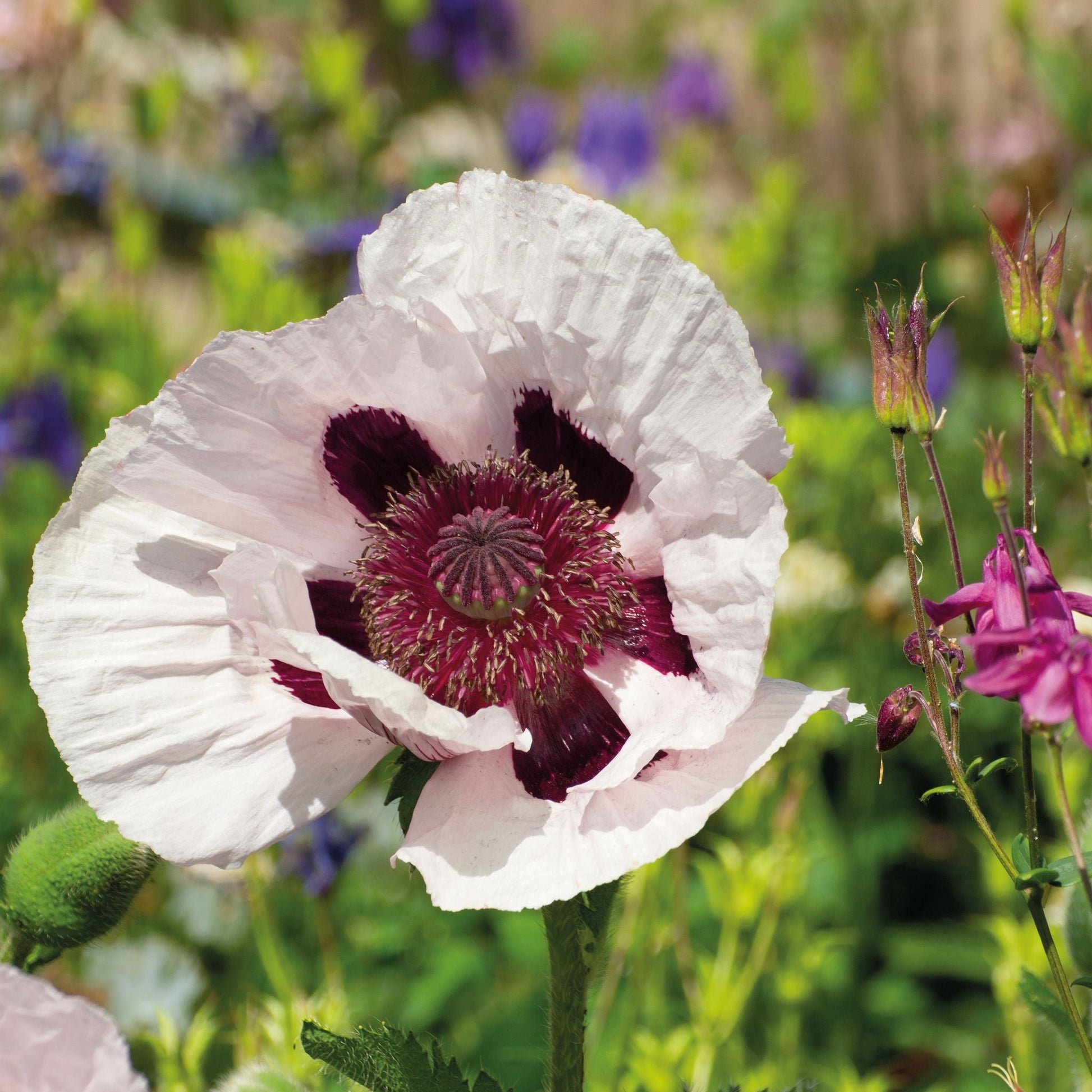 Valmue, Papaver 'Royal Wedding'