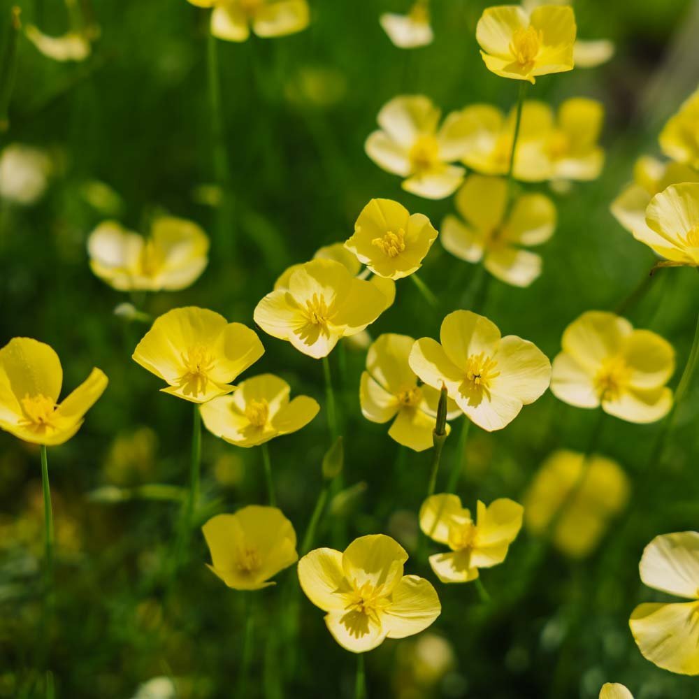 Valmuefrø 'Foothill' - 100 Økologiske frø