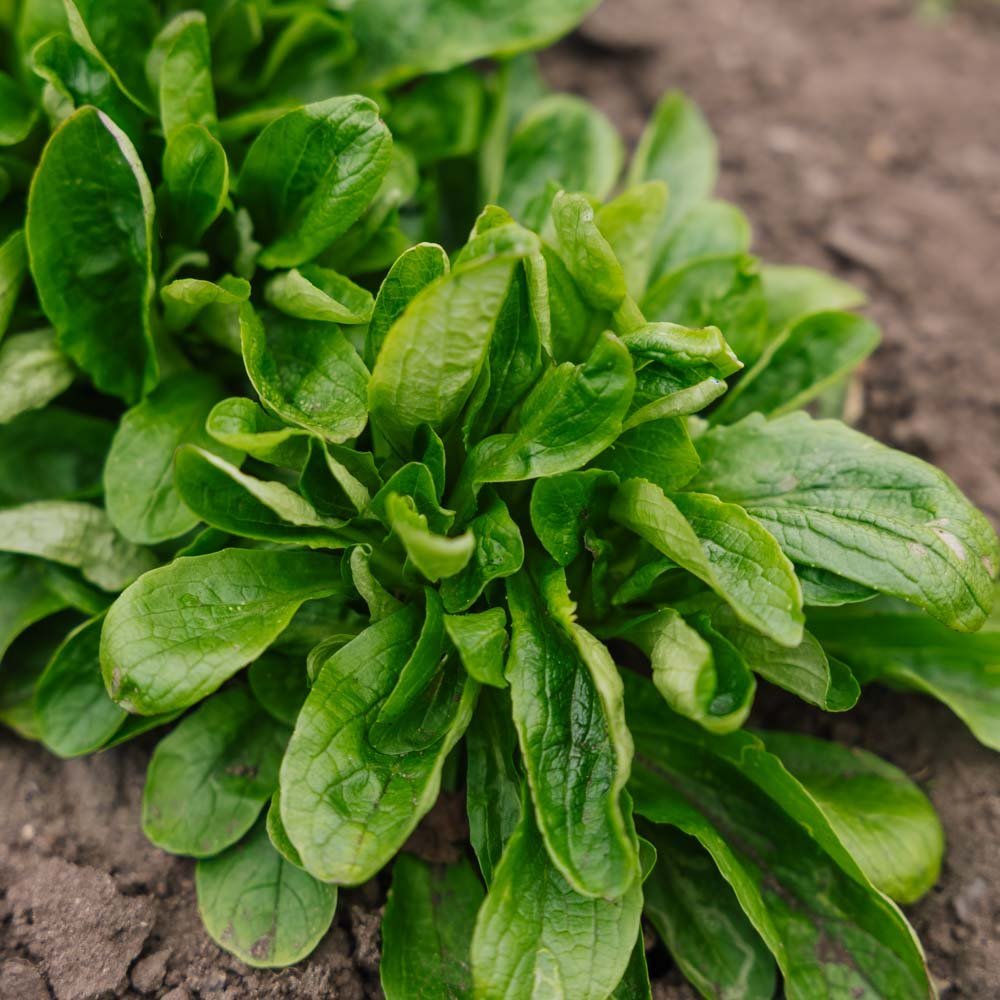 Vårsalat frø 'Vit' - 200 Økologiske frø