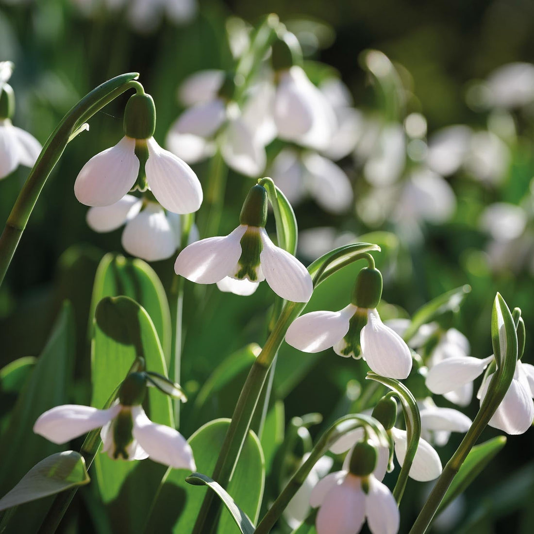 Vintergæk, Galanthus 'Beluga'