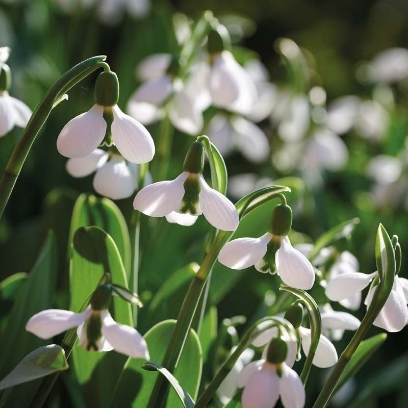 Vintergæk, Galanthus 'Beluga'