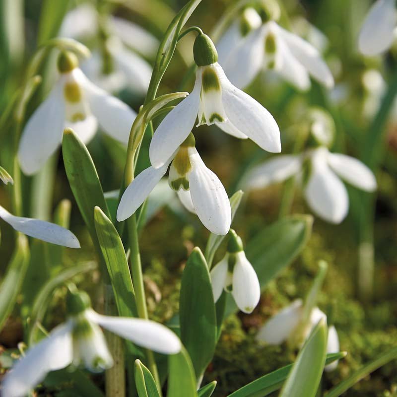 Vintergæk, Galanthus 'Elwesii'