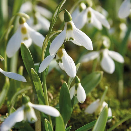 Vintergæk, Galanthus 'Elwesii'