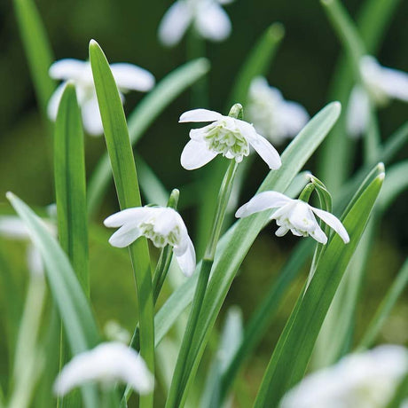 Vintergæk, Galanthus 'Flore Pleno'