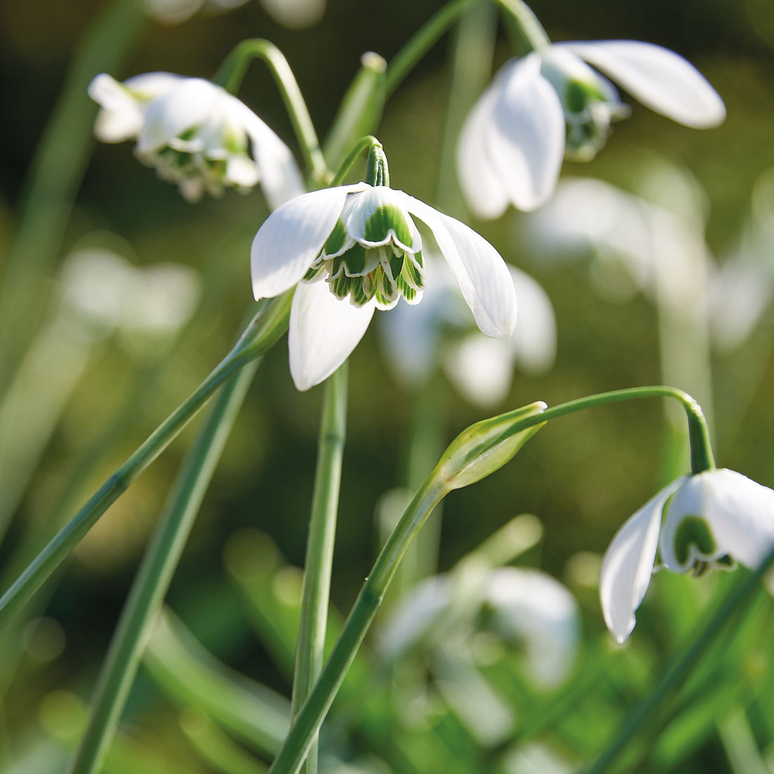 Vintergæk, Galanthus 'Hippolyta'