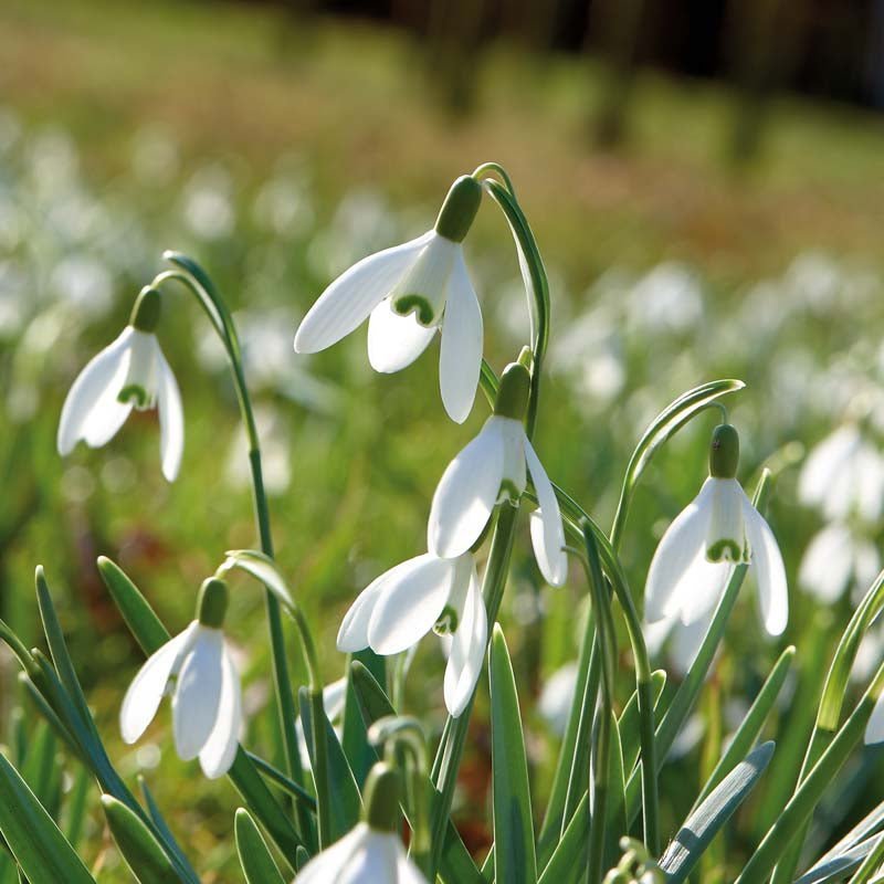 Vintergæk, Galanthus 'Nivalis'