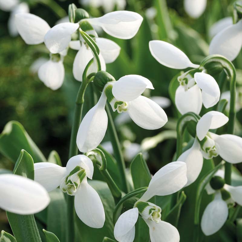 Vintergæk, Galanthus 'Polar Bear'