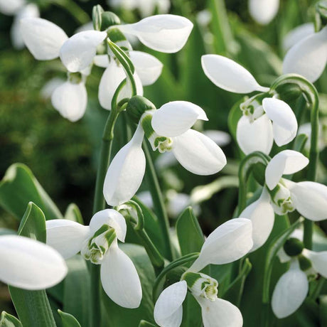 Vintergæk, Galanthus 'Polar Bear'