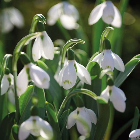 Vintergæk, Galanthus 'Snow Fox'