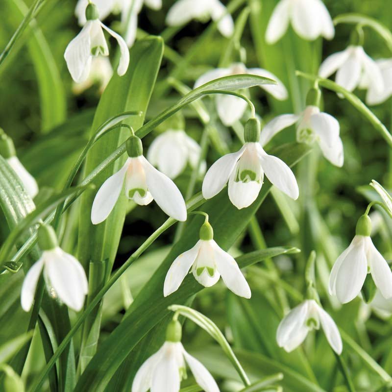 Vintergæk, Galanthus 'Woronowii'