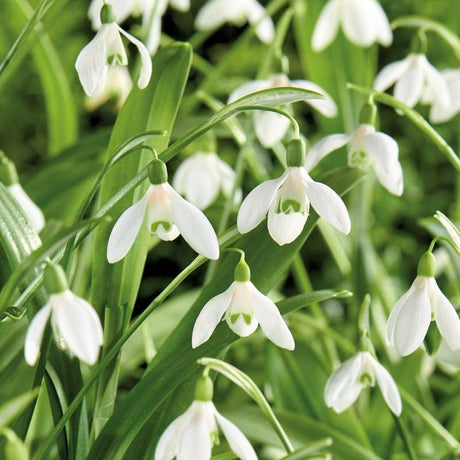 Vintergæk, Galanthus 'Woronowii'