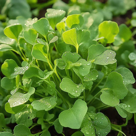 Vinterkarse frø 'Bittercress' - 150 Økologiske frø