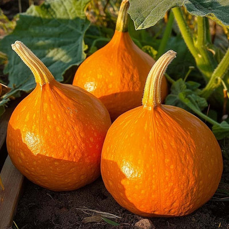 Vintersquash frø 'Uchiki Kuri' - 5 Økologiske frø