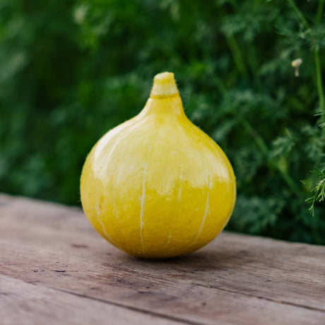 Vintersquash frø 'Uchiki Kuri' - 5 Økologiske frø