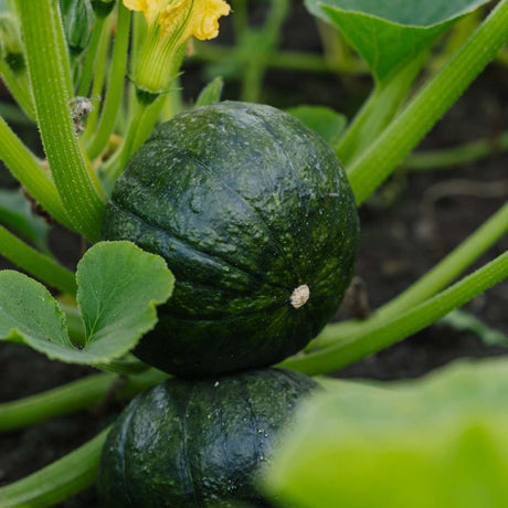 Vintersquash frø 'Zappalito' - 4 Økologiske frø