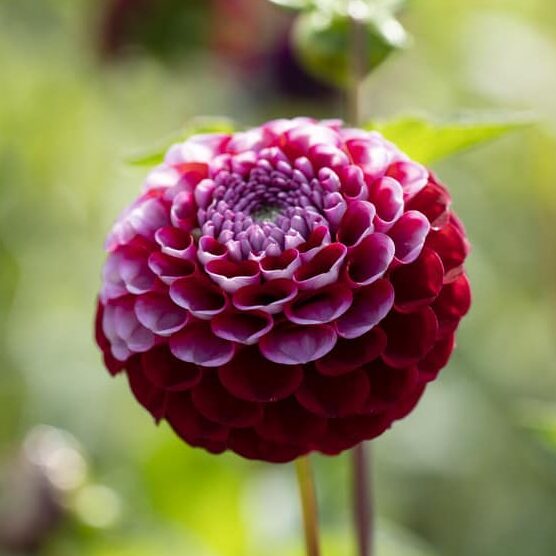 Dahlia Chick a Dee US Løgbutikken