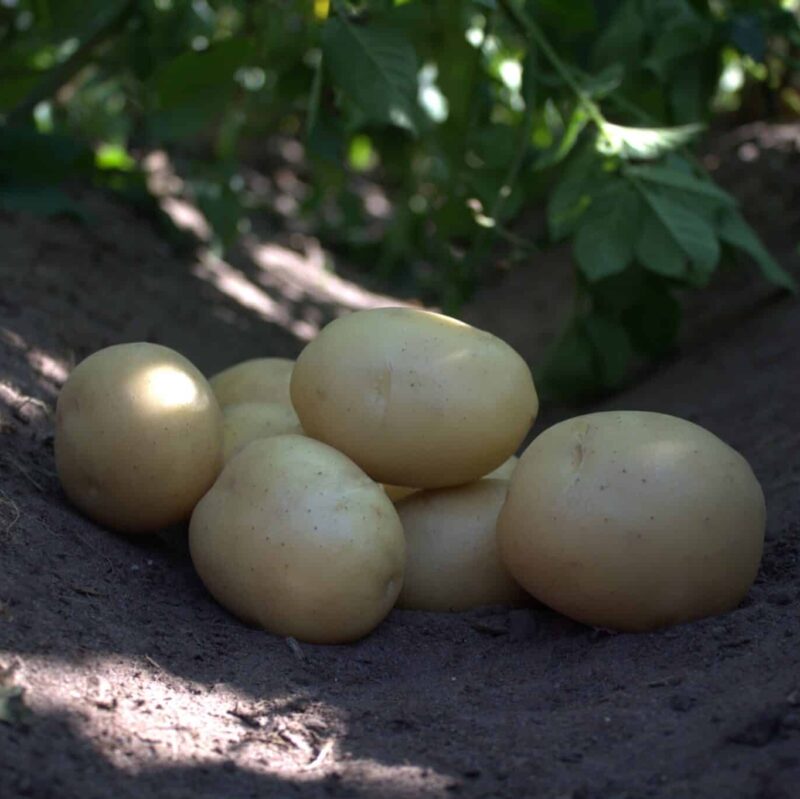 Læggekartofler 'Ally' Dyrk dine egne kartofler. Du vil elske det.