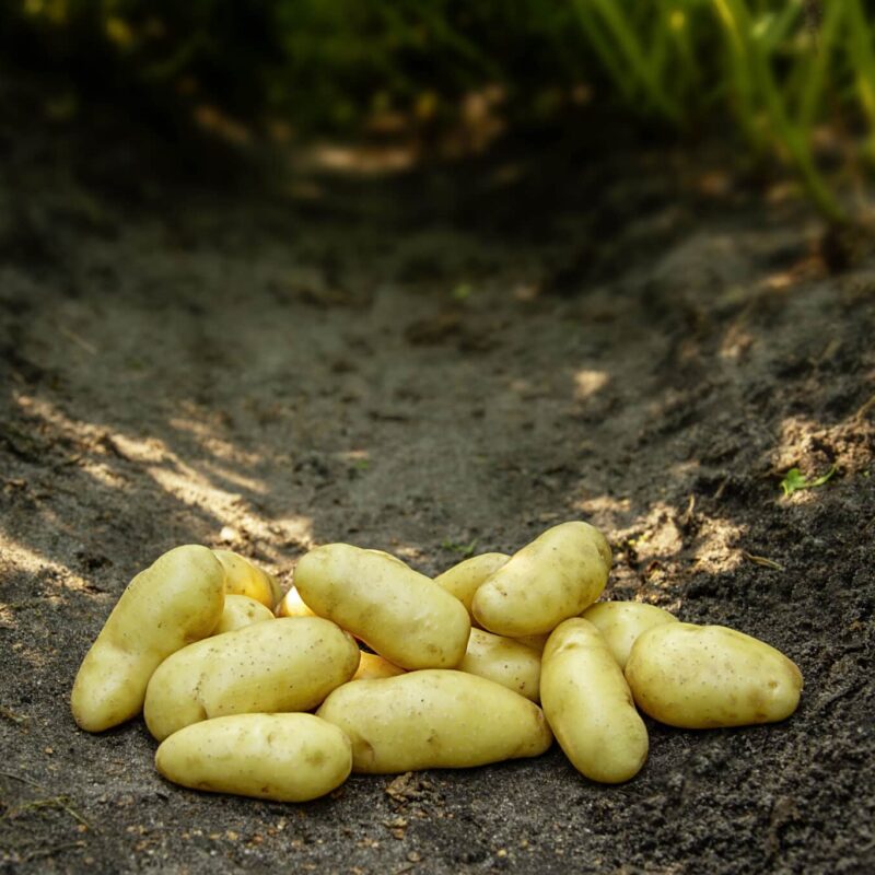 Læggekartofler 'Asparges' Dyrk dine egne kartofler. Du vil elske det.