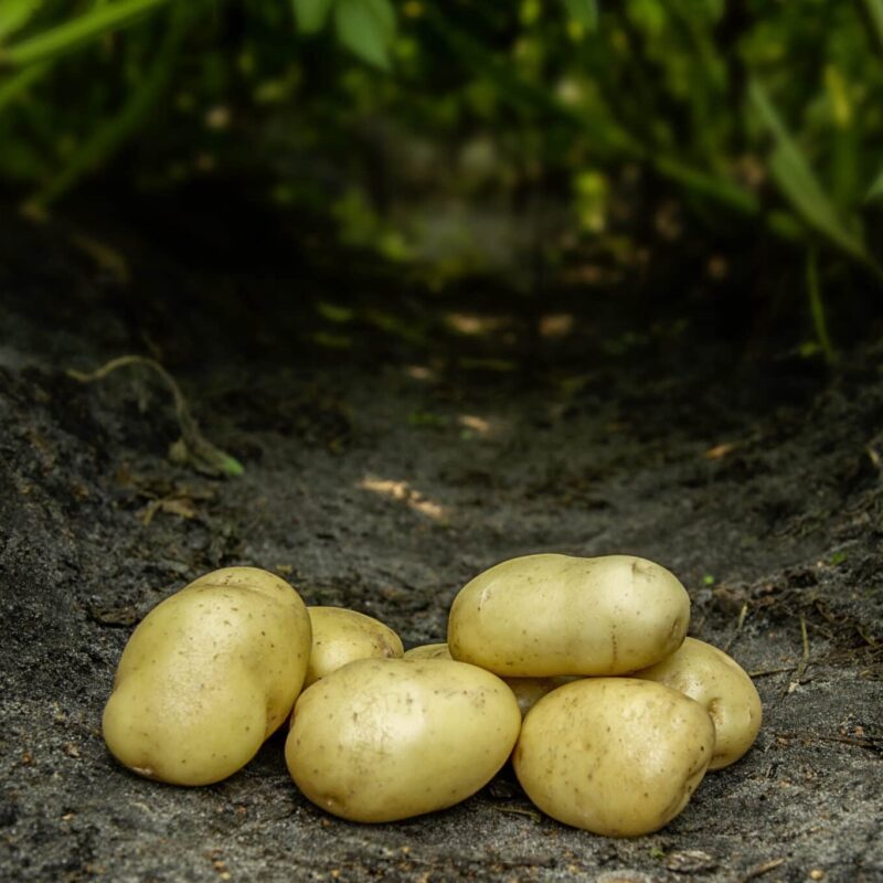 Læggekartofler 'Bintje' Dyrk dine egne kartofler. Du vil elske det.