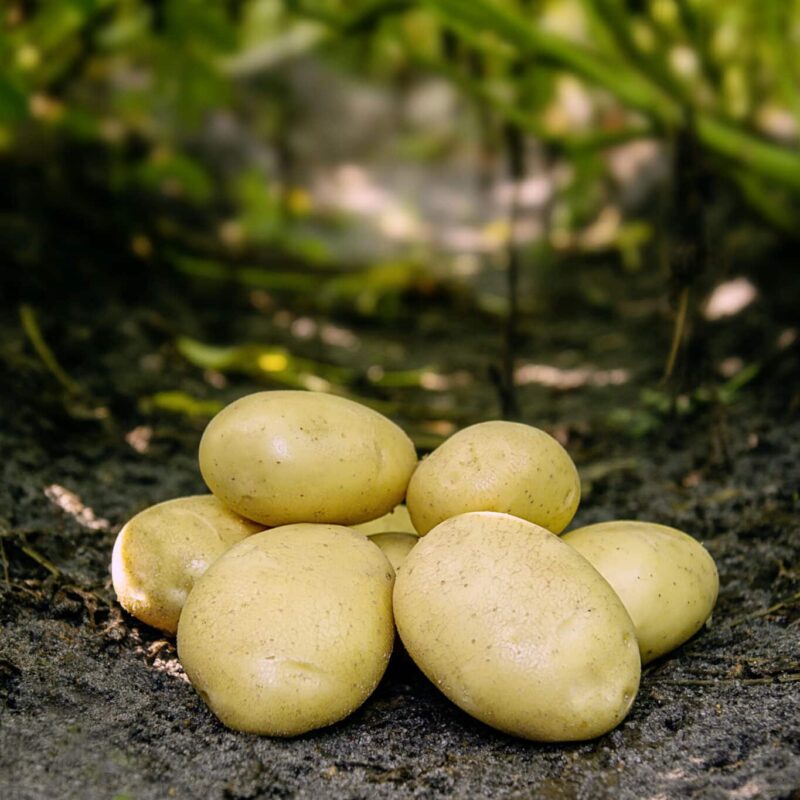 Læggekartofler 'Folva' Dyrk dine egne kartofler. Du vil elske det.