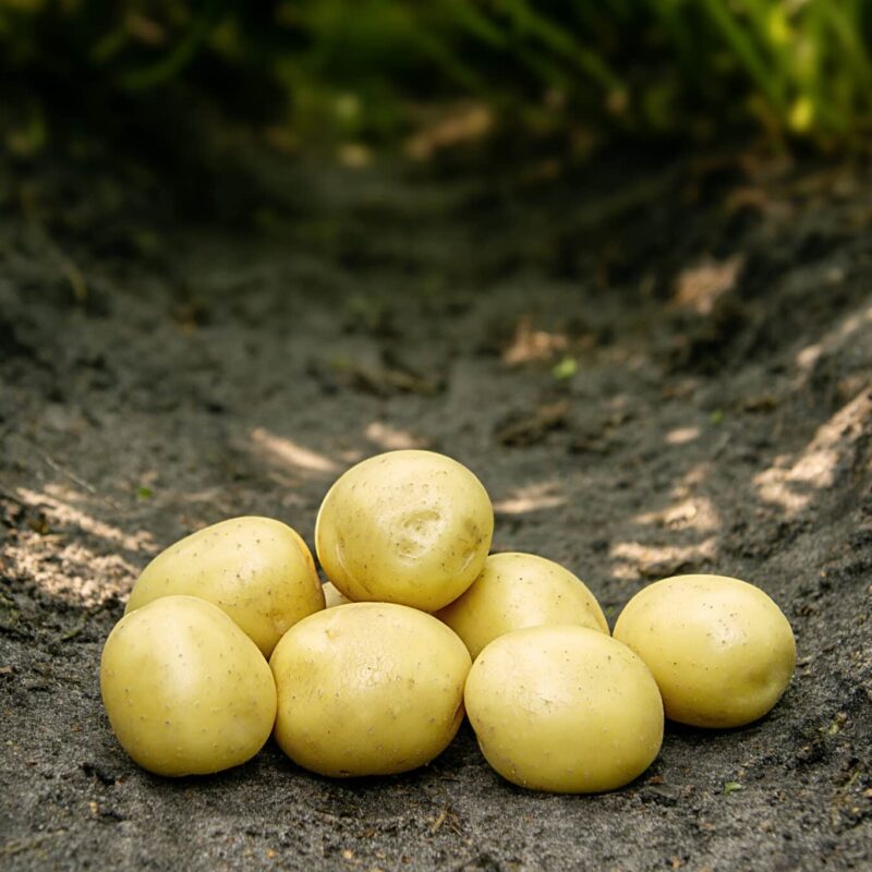 Læggekartofler 'Gala' Dyrk dine egne kartofler. Du vil elske det.