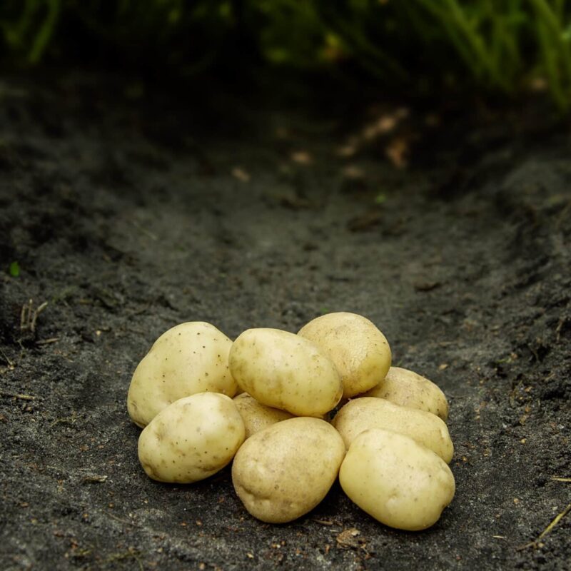 Læggekartofler 'Hansa' Dyrk dine egne kartofler. Du vil elske det.