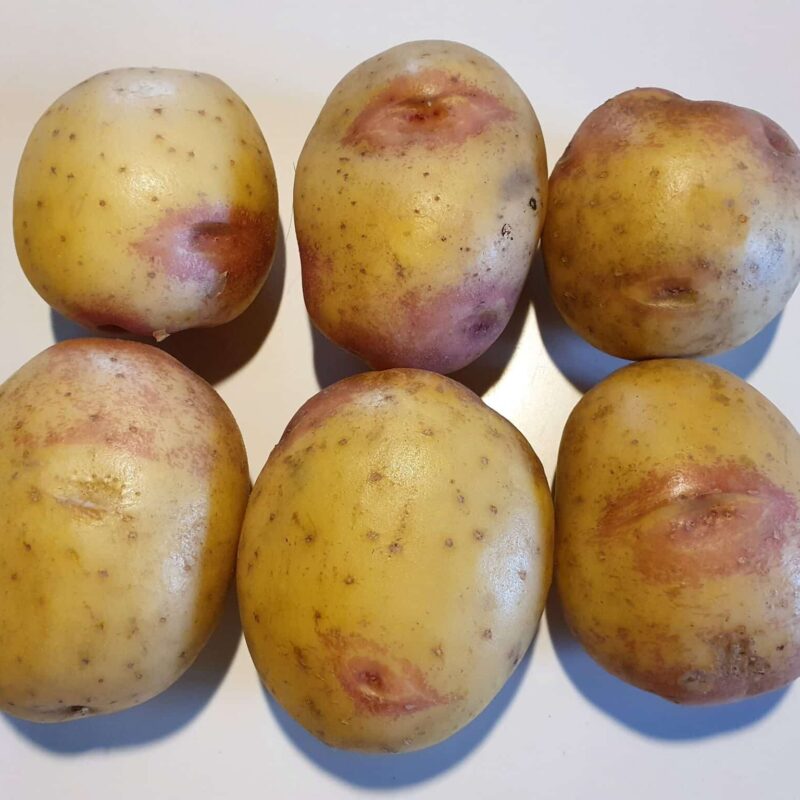 Læggekartofler 'King Edward' Dyrk dine egne kartofler. Du vil elske det.