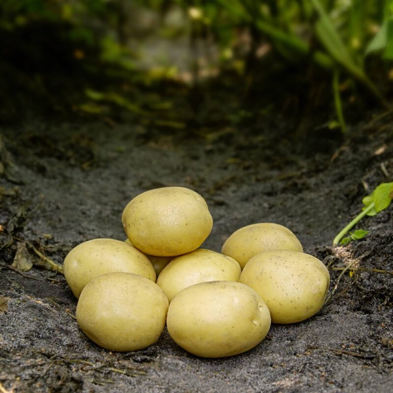 Læggekartofler 'Maya' Dyrk dine egne kartofler. Du vil elske det.