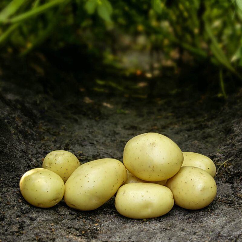 Læggekartofler 'Mikado' Dyrk dine egne kartofler. Du vil elske det.