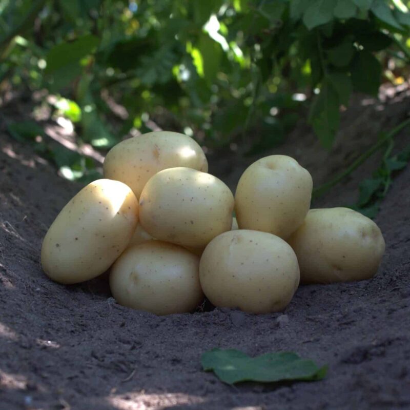 Læggekartofler 'Pondus' Dyrk dine egne kartofler. Du vil elske det.
