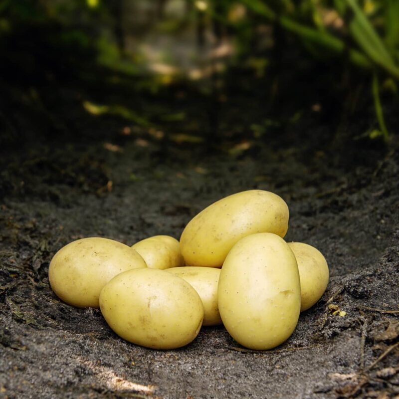 Læggekartofler 'Santera' Dyrk dine egne kartofler. Du vil elske det.