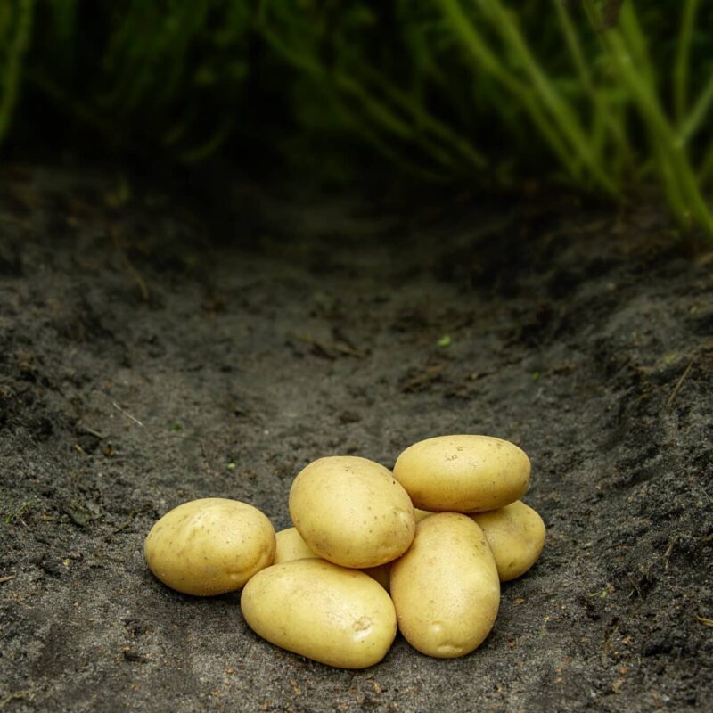 Læggekartofler 'Sava' Økologiske. Dyrk dine egne kartofler. Du vil elske det.