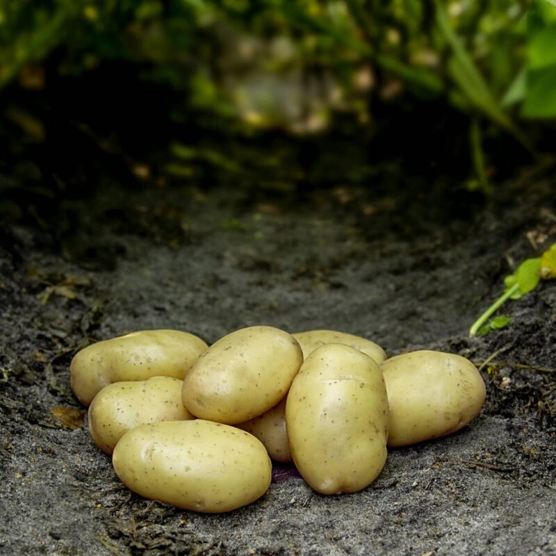 Læggekartofler 'Tinca' Økologiske. Dyrk dine egne kartofler . Du vil elske det.