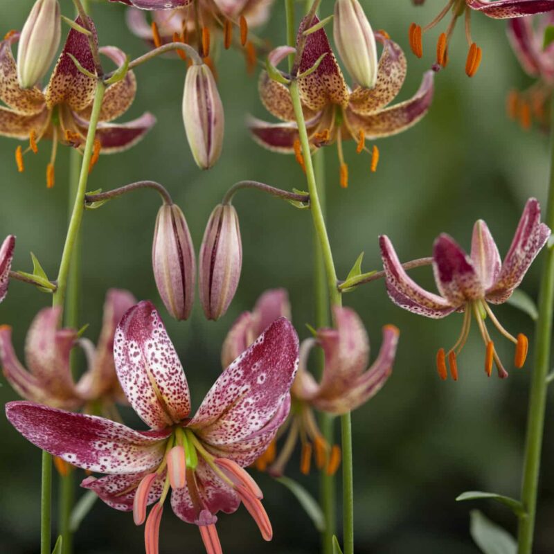 Martagon Liljer er hårdføre liljeløg, som kommer igen år efter år