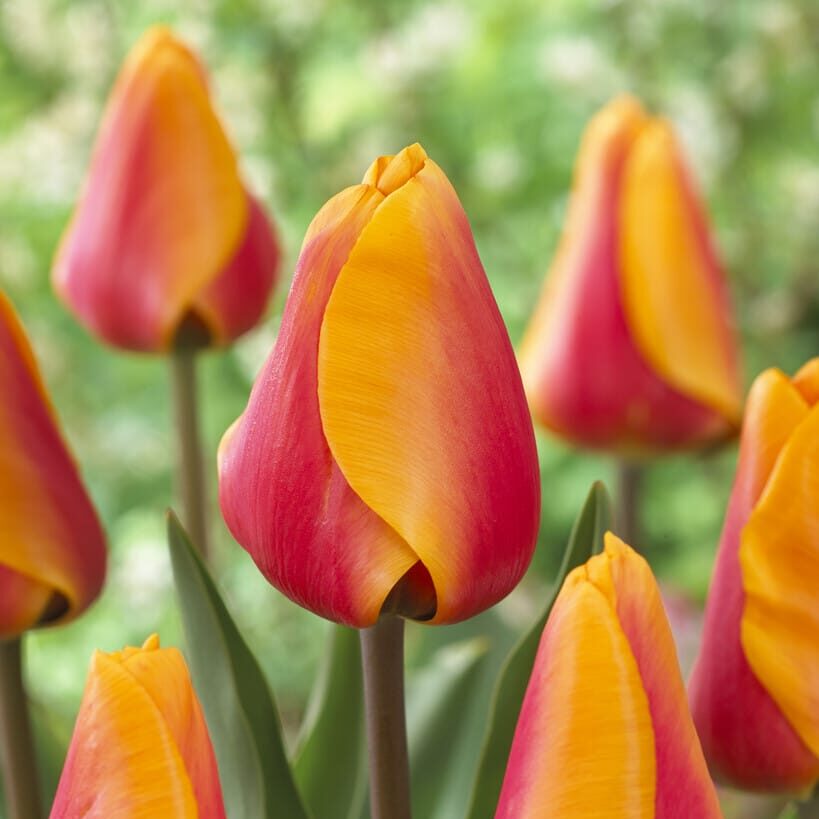 Darwin tulipan - Cash
