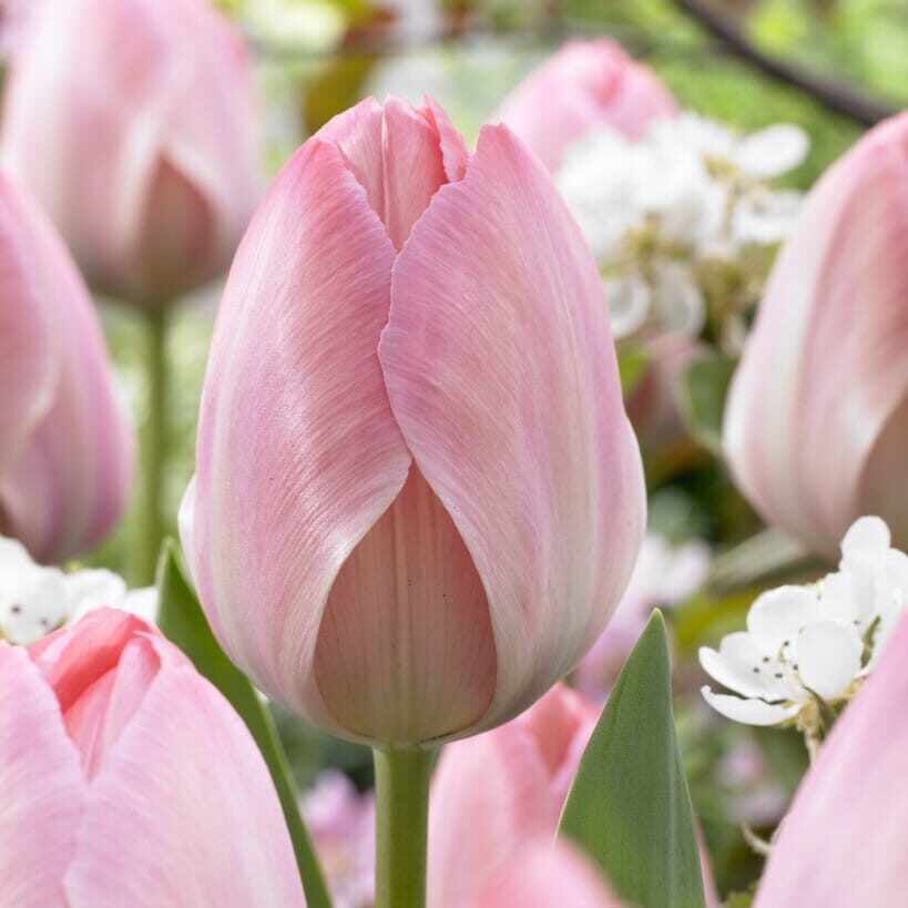 Darwin tulipan - Mystic Can Eijk
