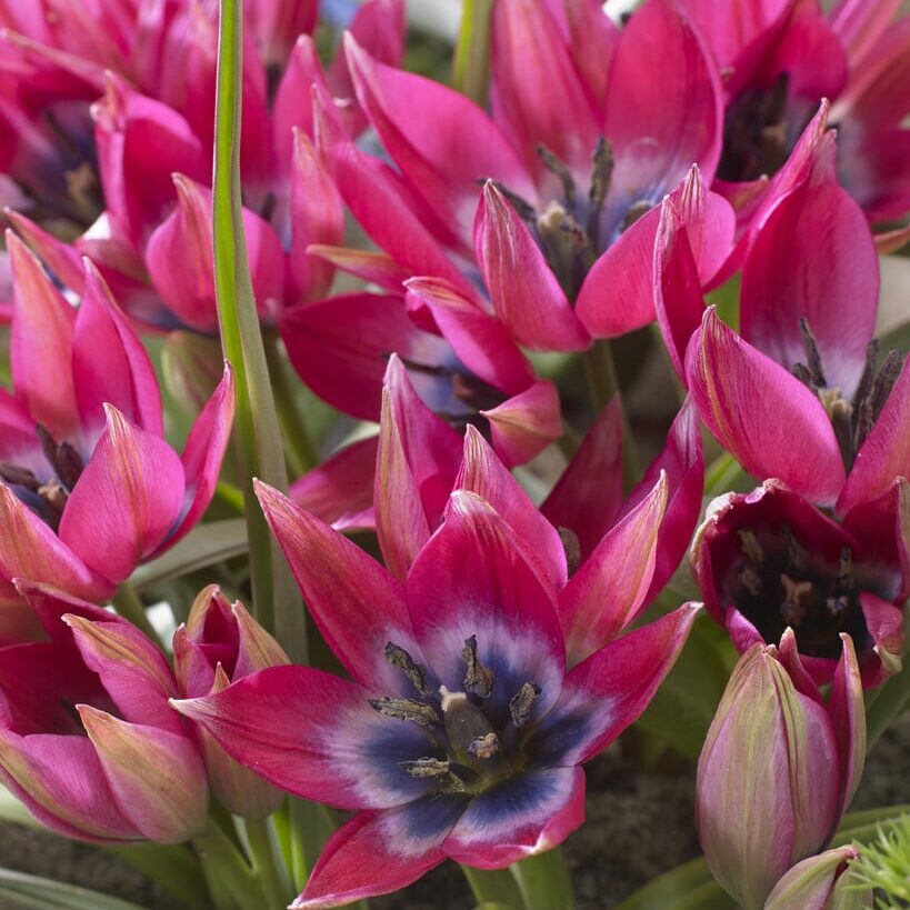 Botanisk tulipan pulchella 'Little Beauty'