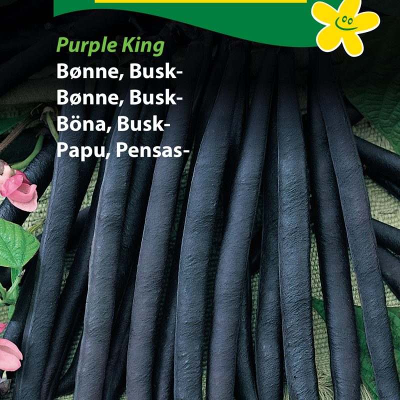 Bønne Busk 'Purple King' Frø Løgbutikken