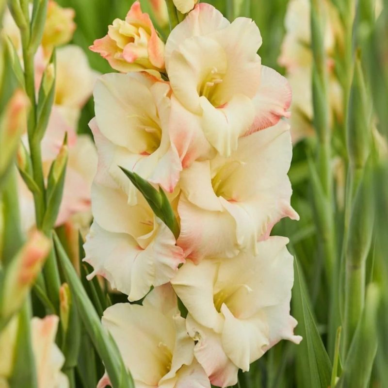 Gladiolus 'Cream Perfection' Løgbutikken