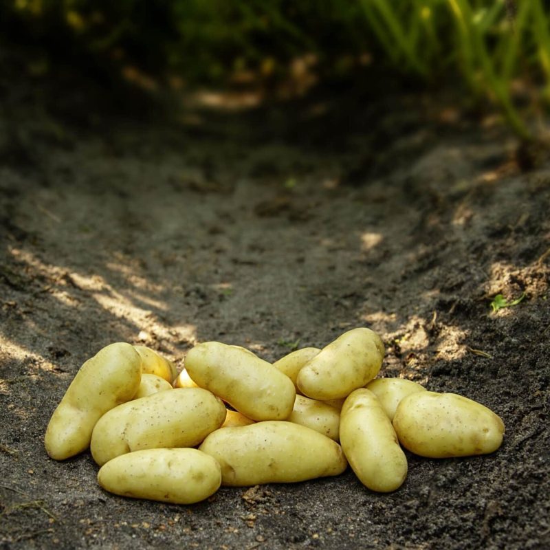 Læggekartofler 'Asparges' Dyrk dine egne kartofler. Du vil elske det.