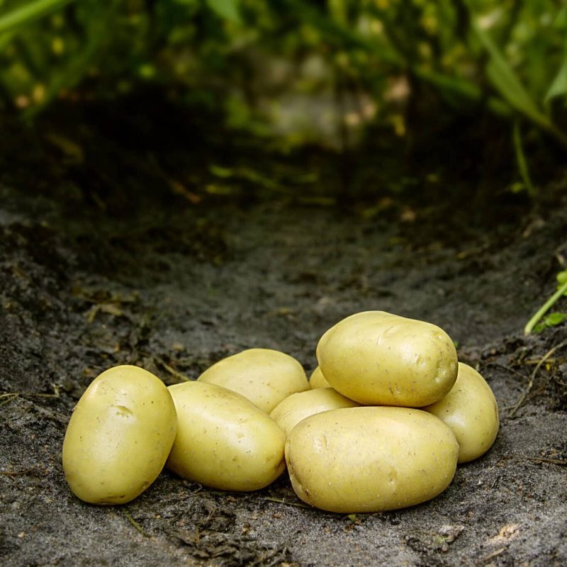 Læggekartofler 'Ballerina' Økologiske Dyrk dine egne kartofler. Du vil elske det.
