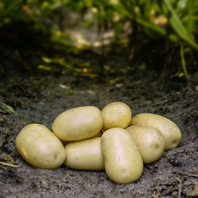 Læggekartofler 'Frig' Dyrk dine egne kartofler. Du vil elske det.