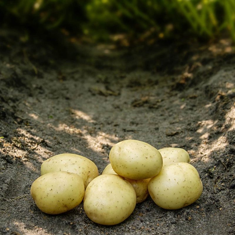 Læggekartofler 'Solist' Dyrk dine egne kartofler