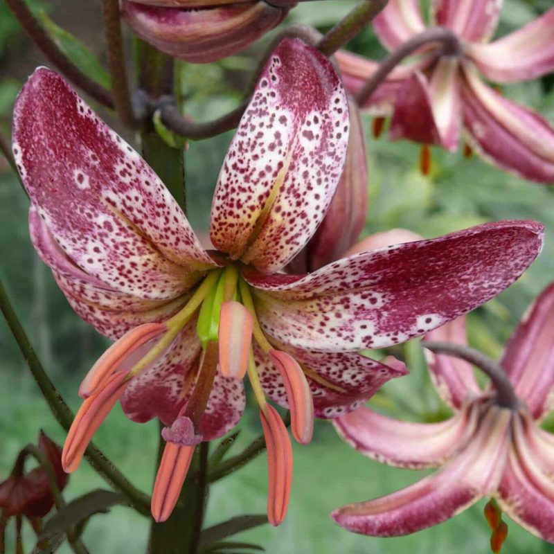 Martagon Liljer er hårdføre liljeløg, som kommer igen år efter år