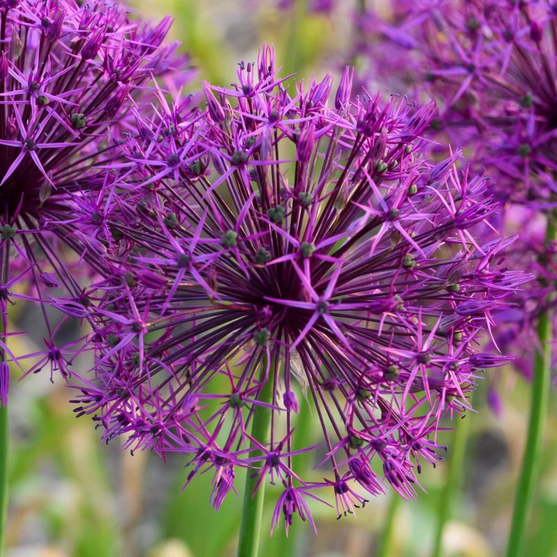 Løgbutikken Allium 'Purple Rain' Prydløg