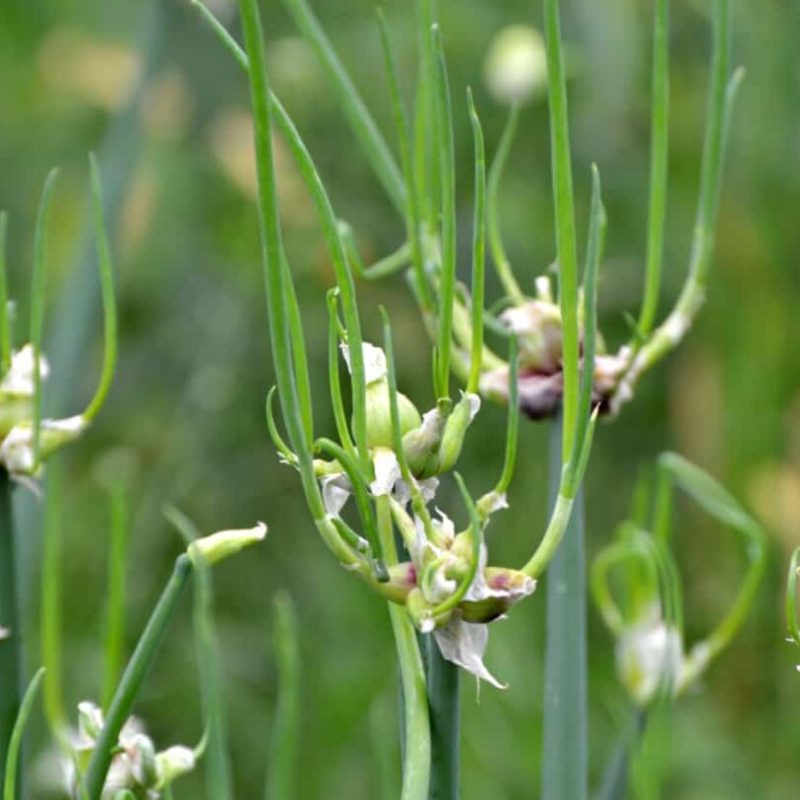 Løgbutikken Allium cepa var viviparum Etageløg Prydløg